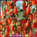 Bagas de goji de bagas de goji secas 100% orgânicas gnc de g com peso redutor